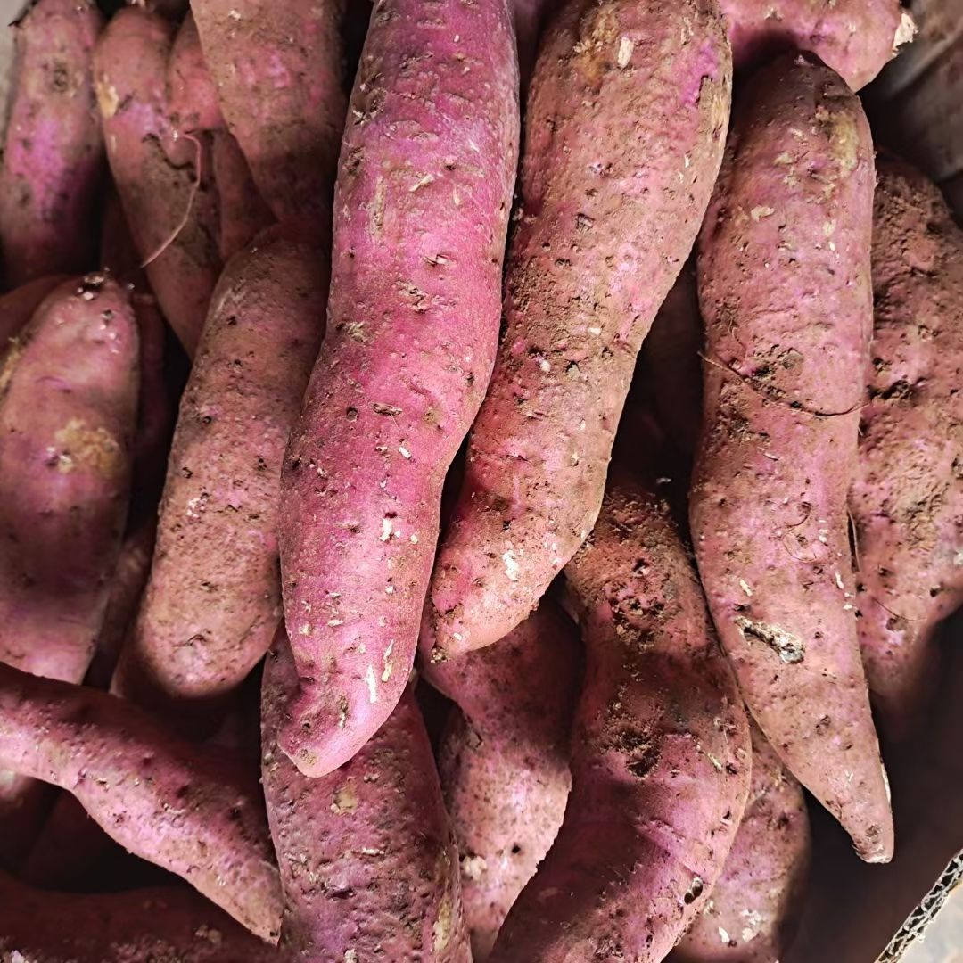 红薯  【坏损包赔包邮】高原红皮黄心蜜薯口感甜蜜