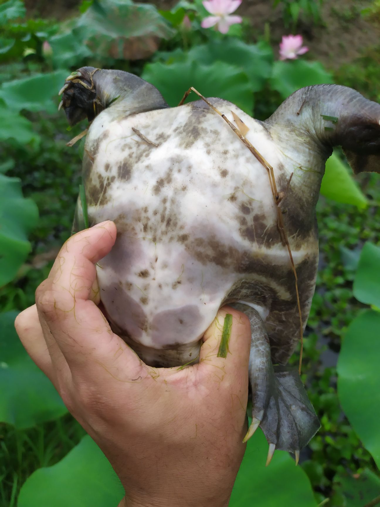 清溪花鳖  精品藕塘。天然品质甲鱼成品