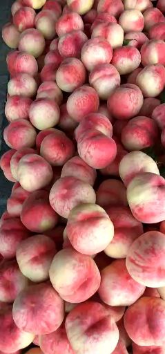 久保蜜桃  离核大久保水蜜桃大量上市有需要的朋友们抓紧时间联