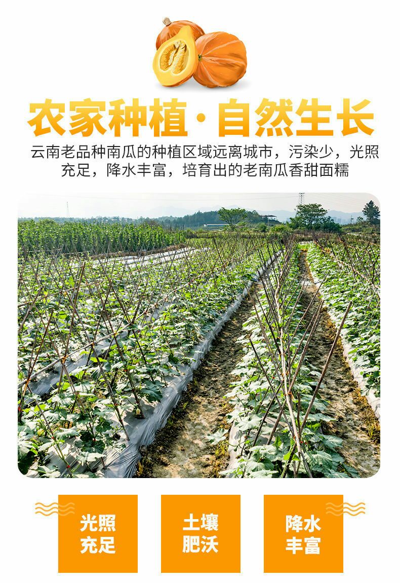 蜜本南瓜  云南老南瓜