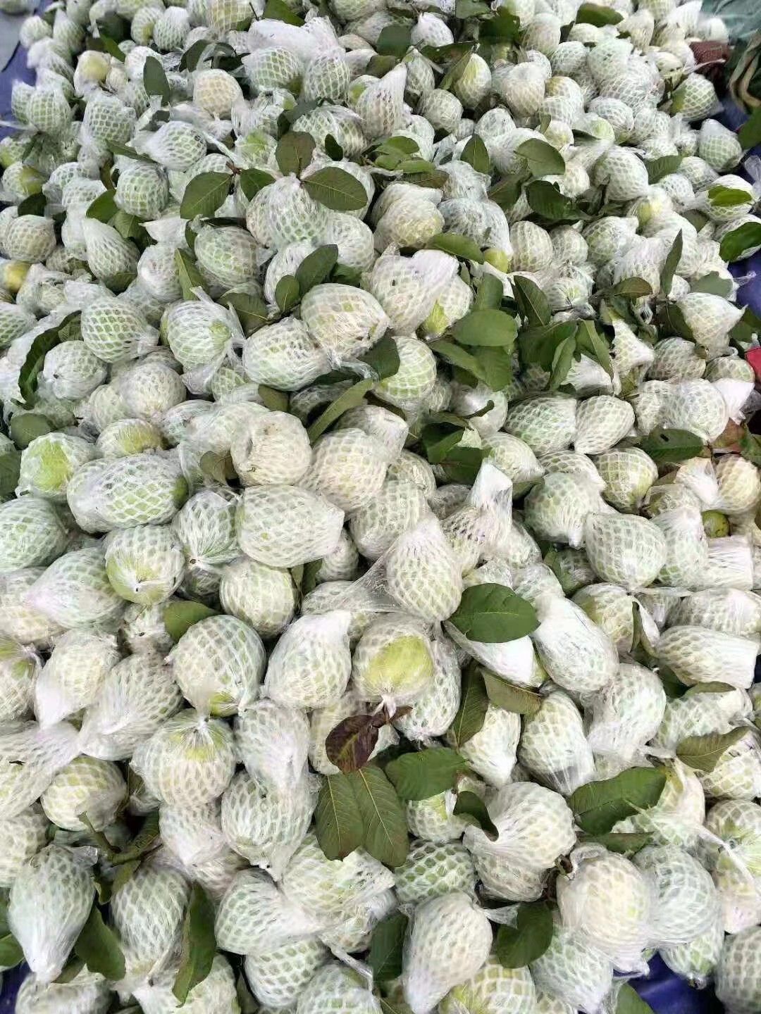  白心珍珠芭乐番石榴