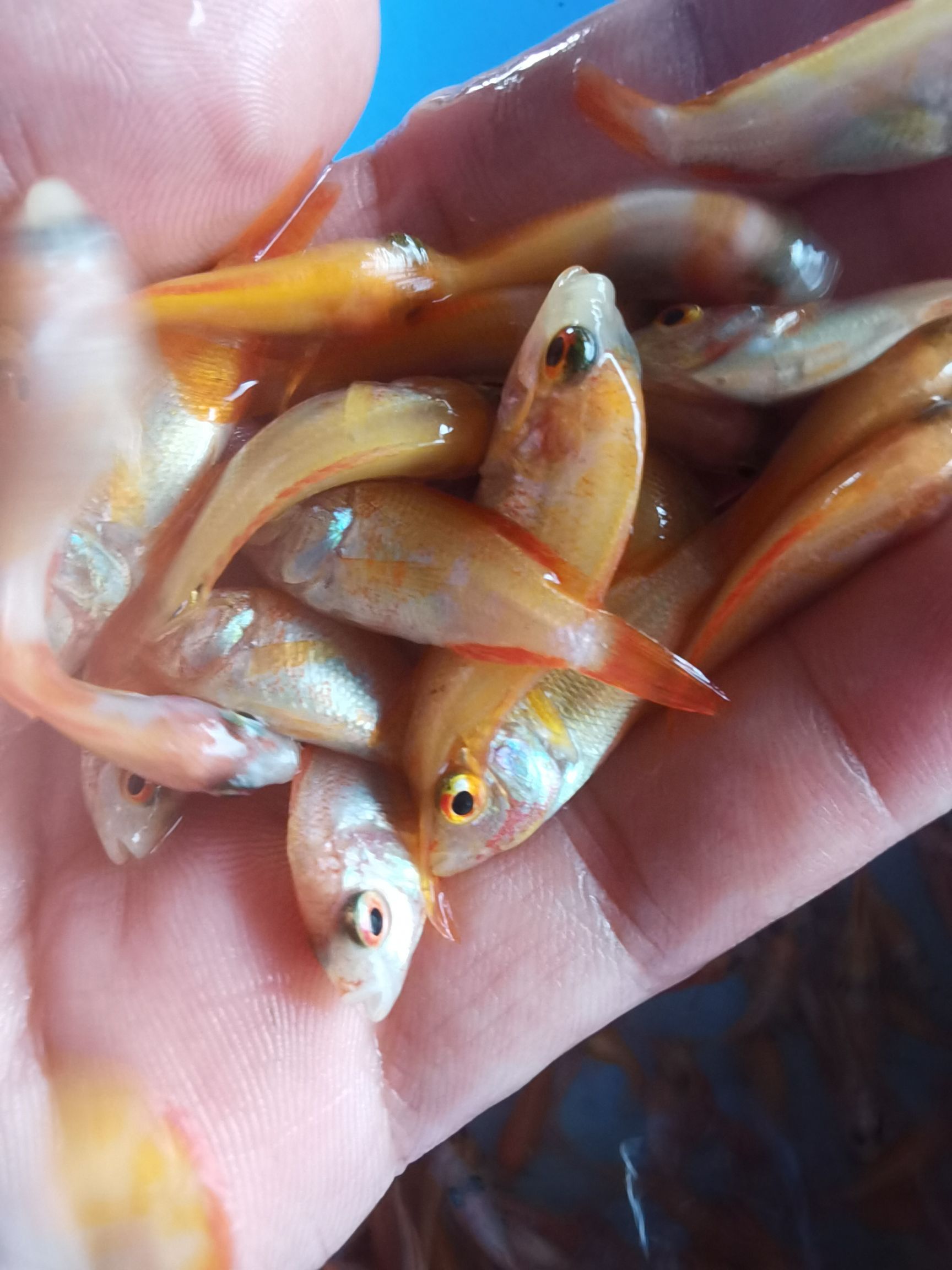 产地直供红罗非鱼苗彩虹鲷鱼苗金丝罗非鱼苗优质健康淡水养殖鱼苗