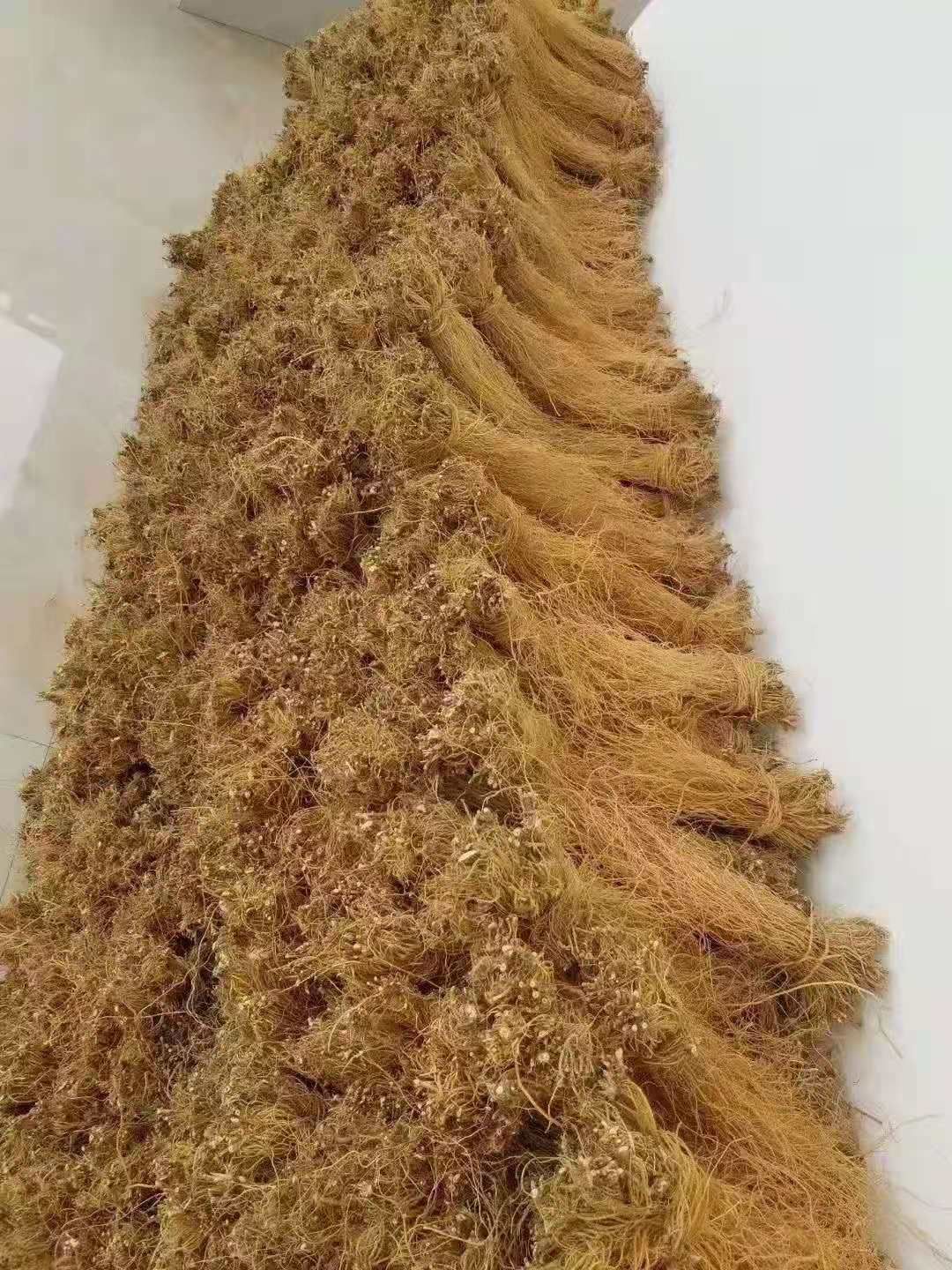 坚龙胆  龙胆  滇龙胆精选直条