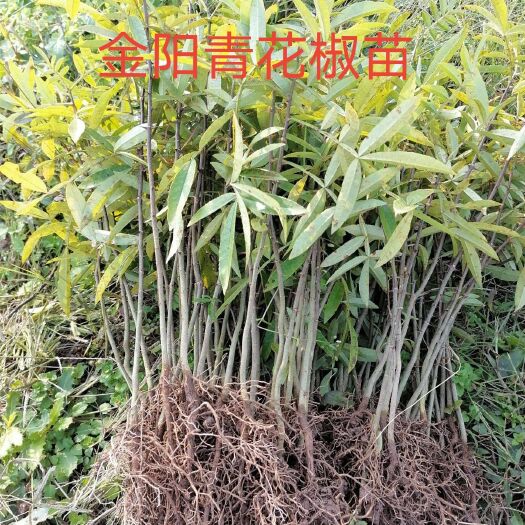 岳阳金阳青花椒苗