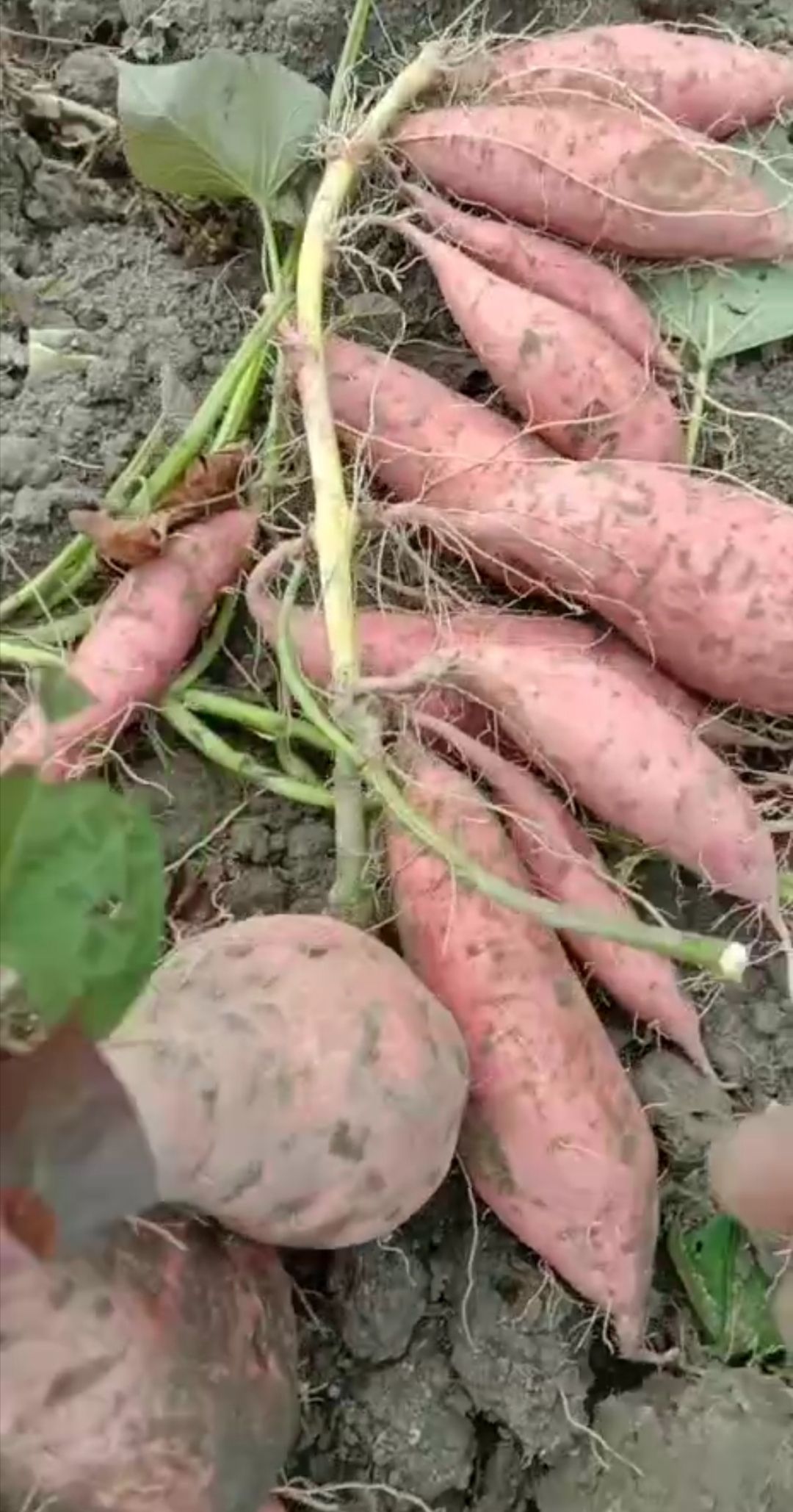 蜜薯  红薯（密薯）