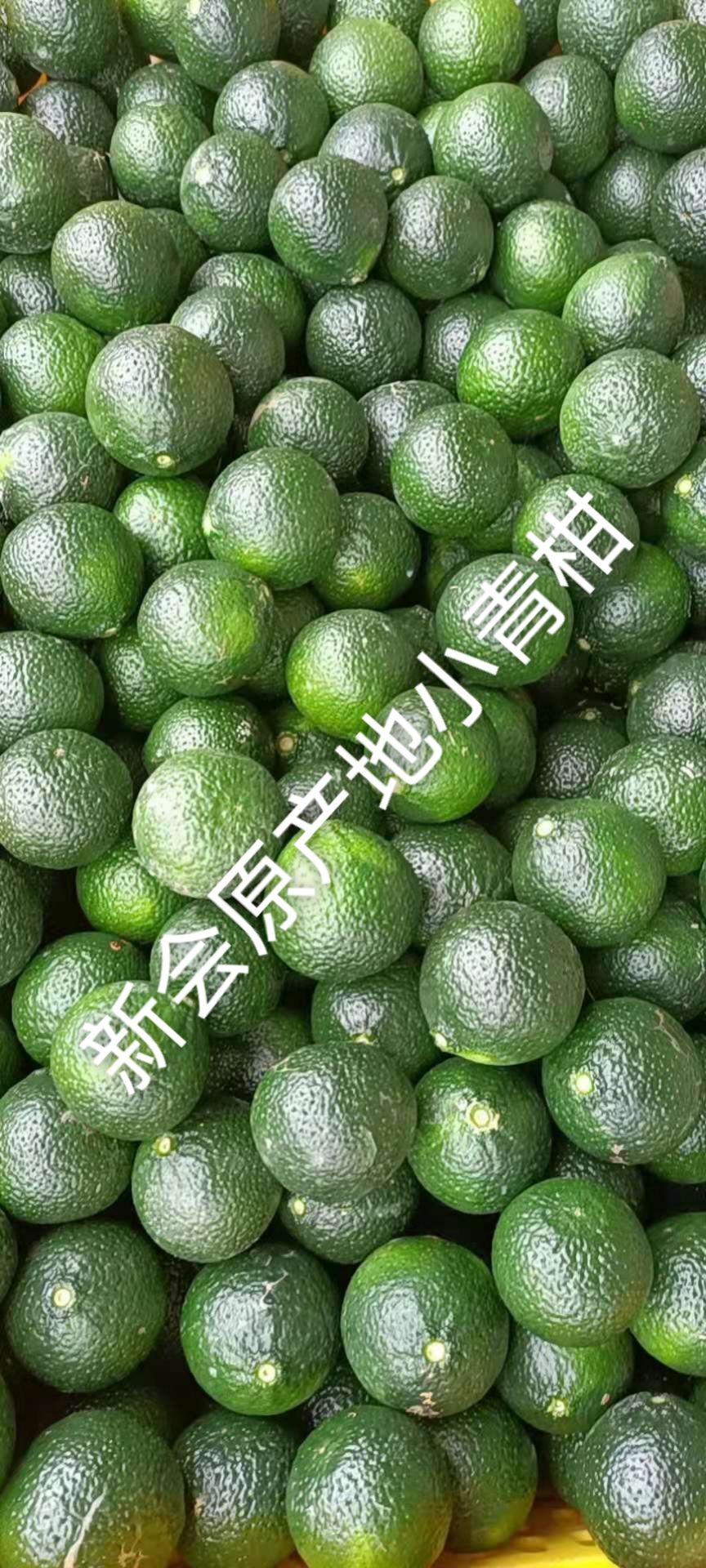 新会陈皮2023年青皮
