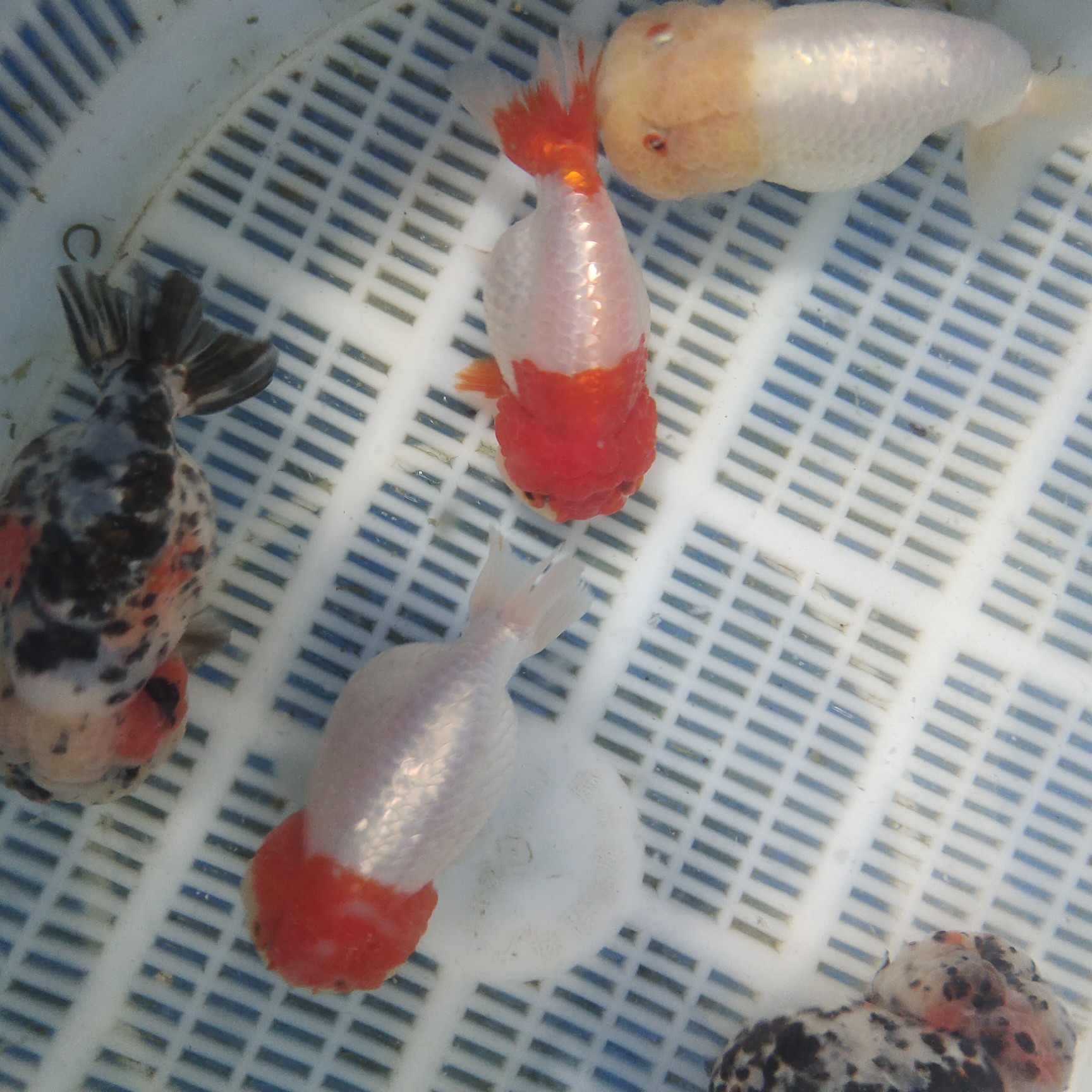 兰寿金鱼苗出售