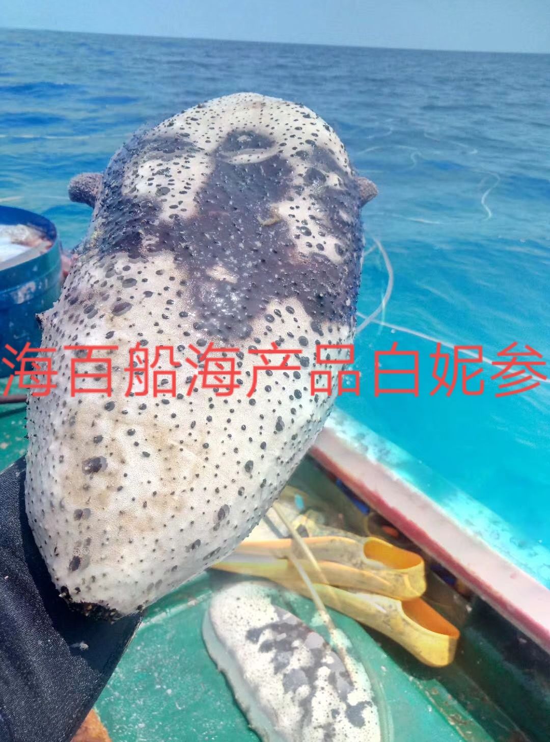 图纹白尼参  冰冻白尼参女人的加油站