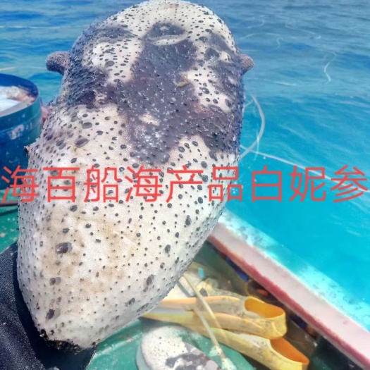 图纹白尼参  冰冻白尼参女人的加油站