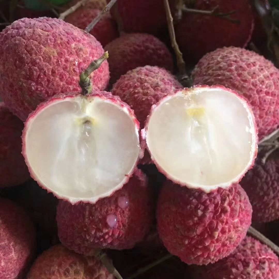 无核荔枝苗  无核荔枝果树苗