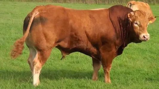 杂交牛  鲁西黄牛夏洛莱牛利木赞牛西门塔尔牛