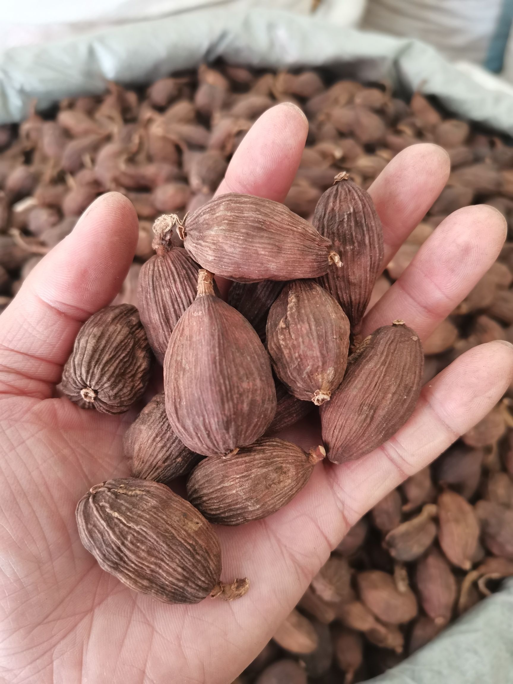 草果 草果皮 草果仁 剪把草果 各种香辛料批发中药材大全