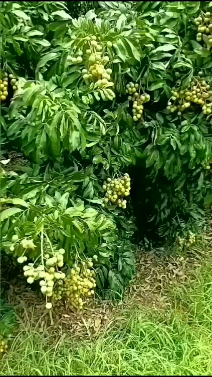 全国龙眼产业基地，广东茂名市石夹龙眼，储良龙眼大量上市中，