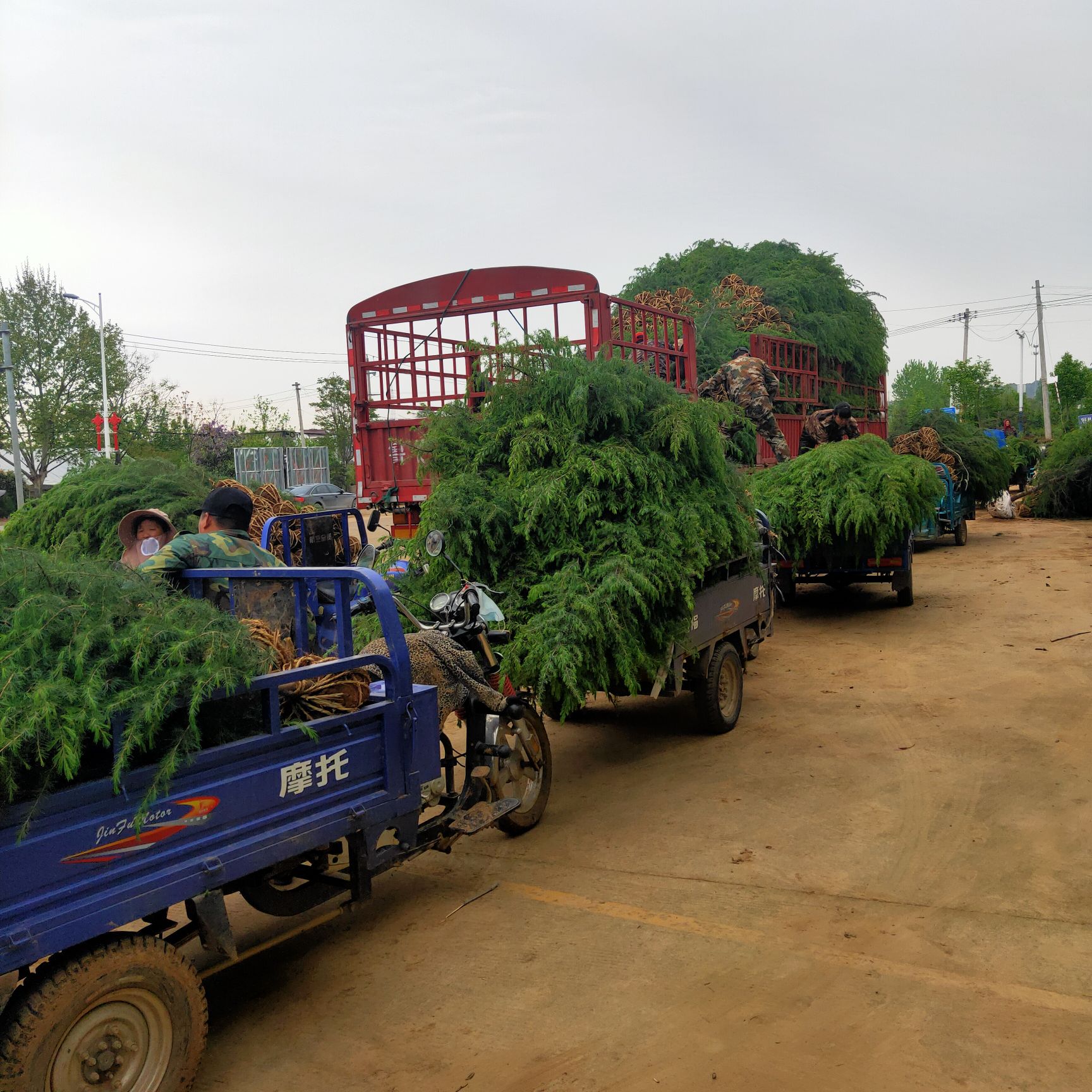 常年供应不同规格雪松 3米雪松价格 雪松基地直销