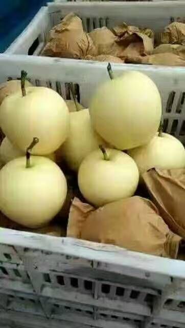 山东黄金梨 丰水梨产地批发  一手货源 大量现货