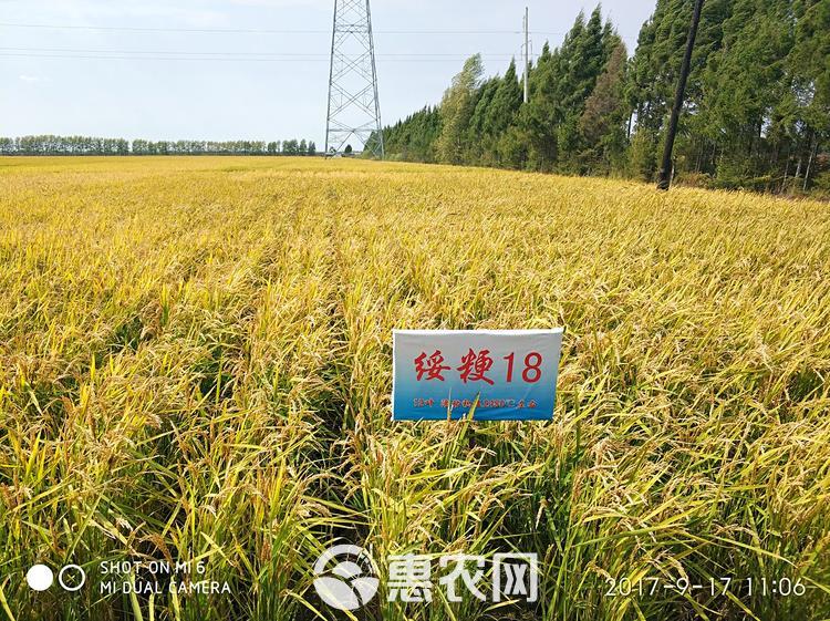 粳稻谷  稻谷