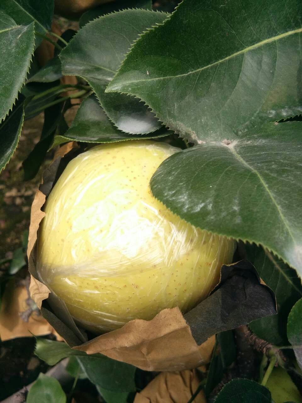 山东黄金梨 丰水梨产地批发  一手货源 大量现货