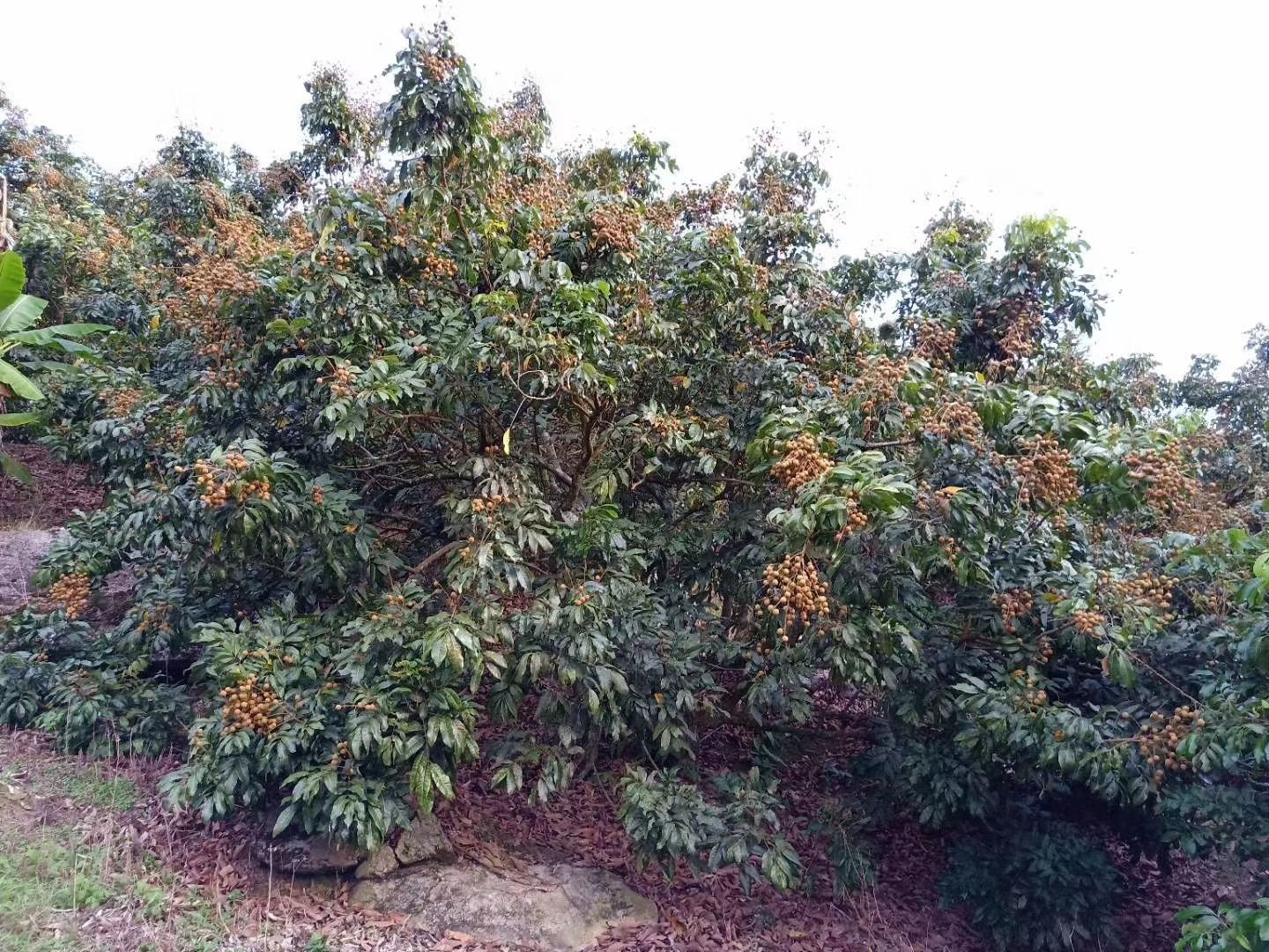  大新特色石硖龙眼开始上市了，欢迎各位老板恰谈