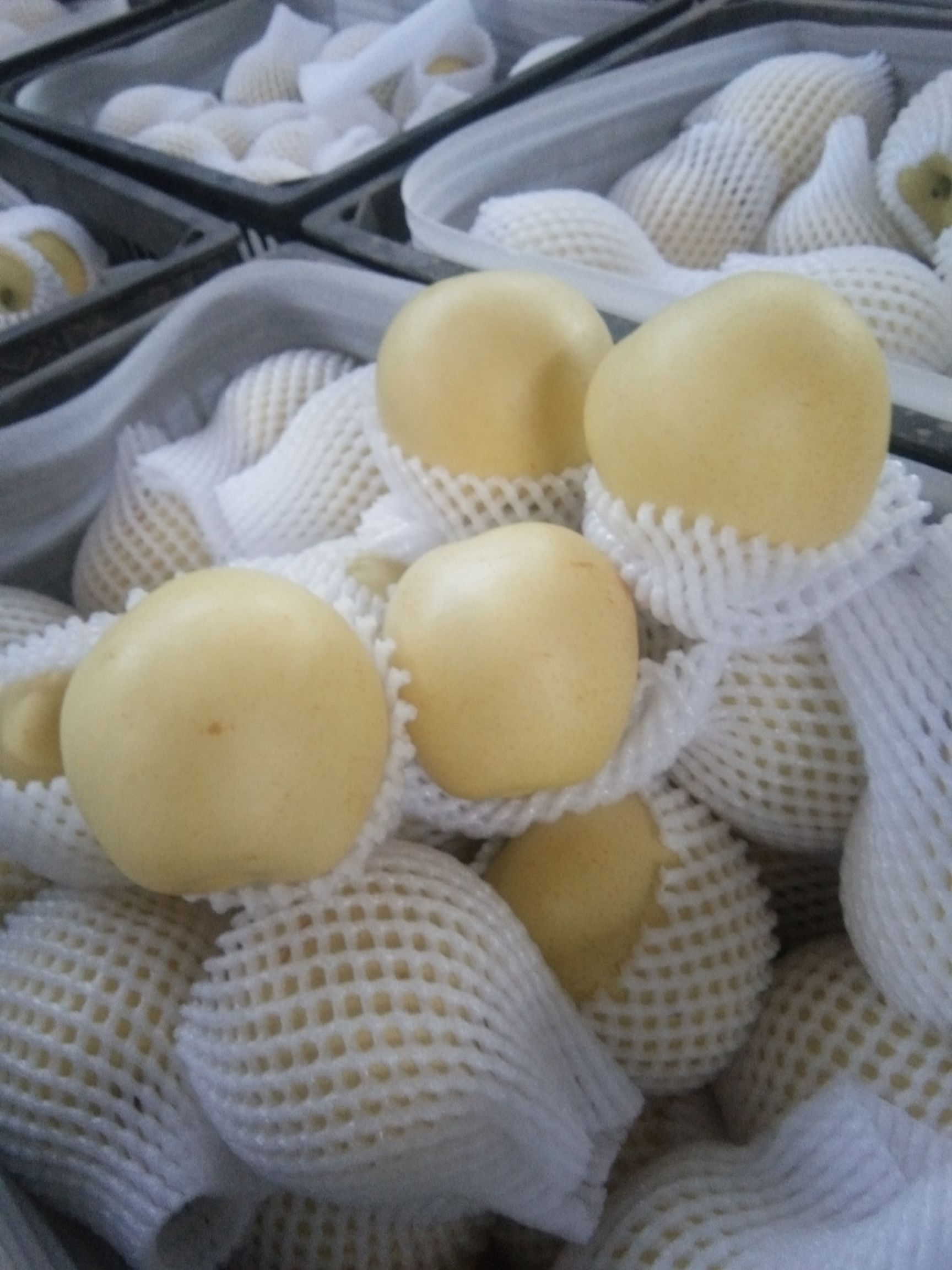 皇冠梨 膜袋皇冠，皮薄汁多糖份高，纯绿色无公害管理，货好价低