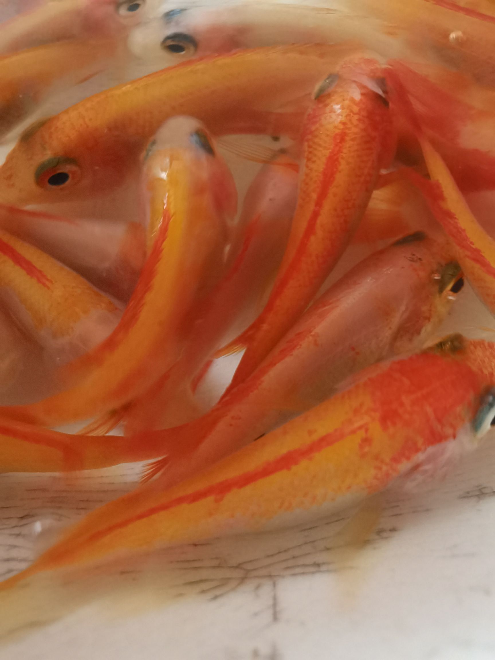 产地直供红罗非鱼苗彩虹鲷鱼苗金丝罗非鱼苗优质健康淡水养殖鱼苗