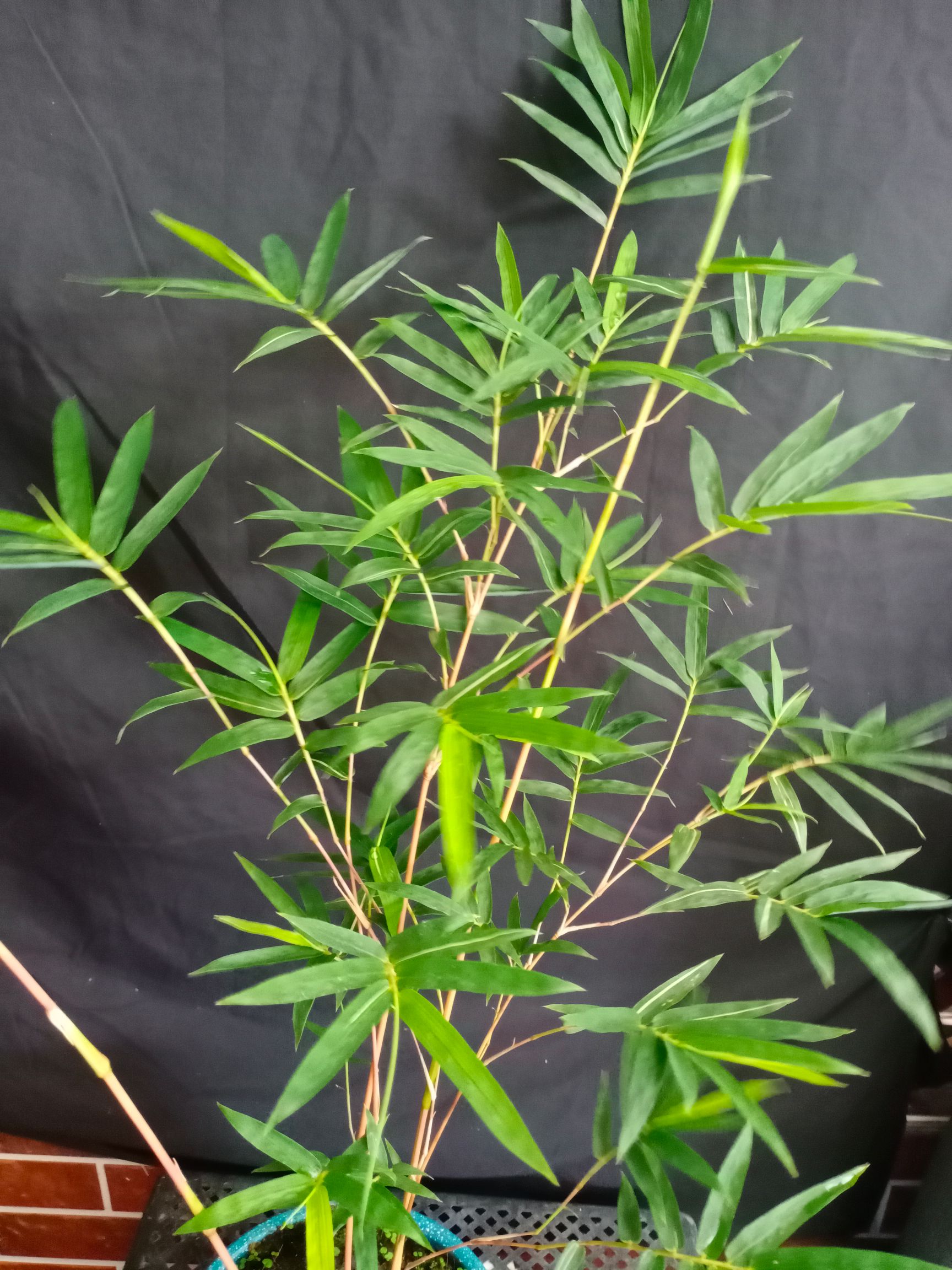 红竹盆景观音竹桌面绿植书房庭院阳台植物小红竹子苗竹子