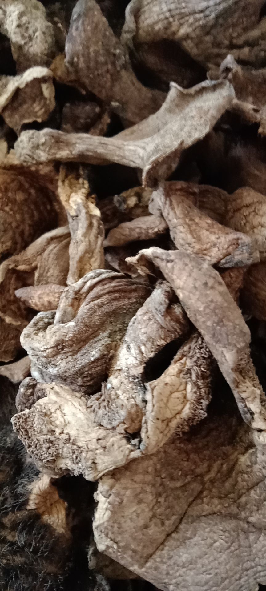 野生黑虎掌菌A级干货邮