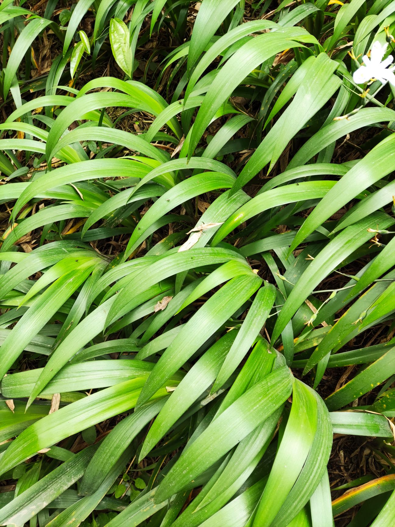 蝴蝶兰  蝴蝶花