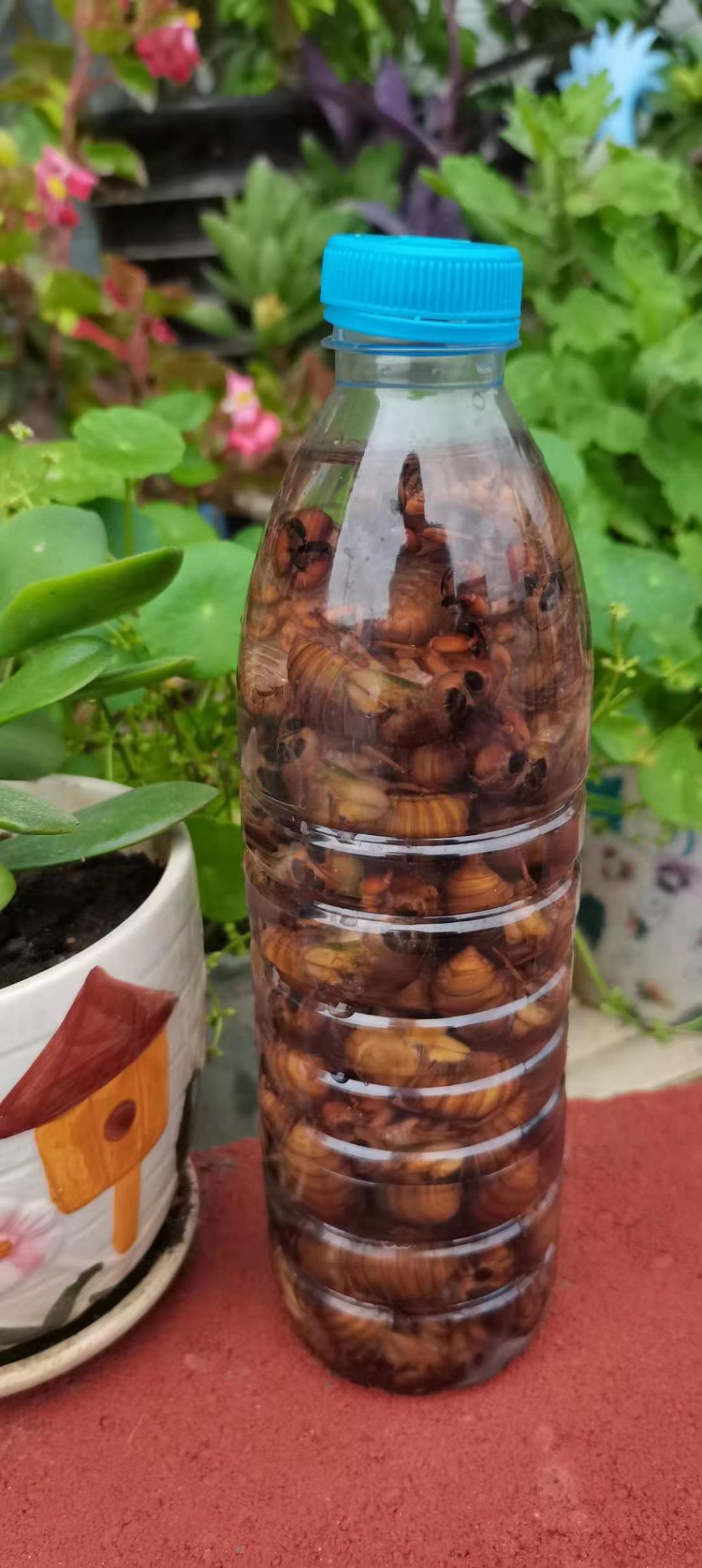  新发现，河南百亩金蝉种养加工基地