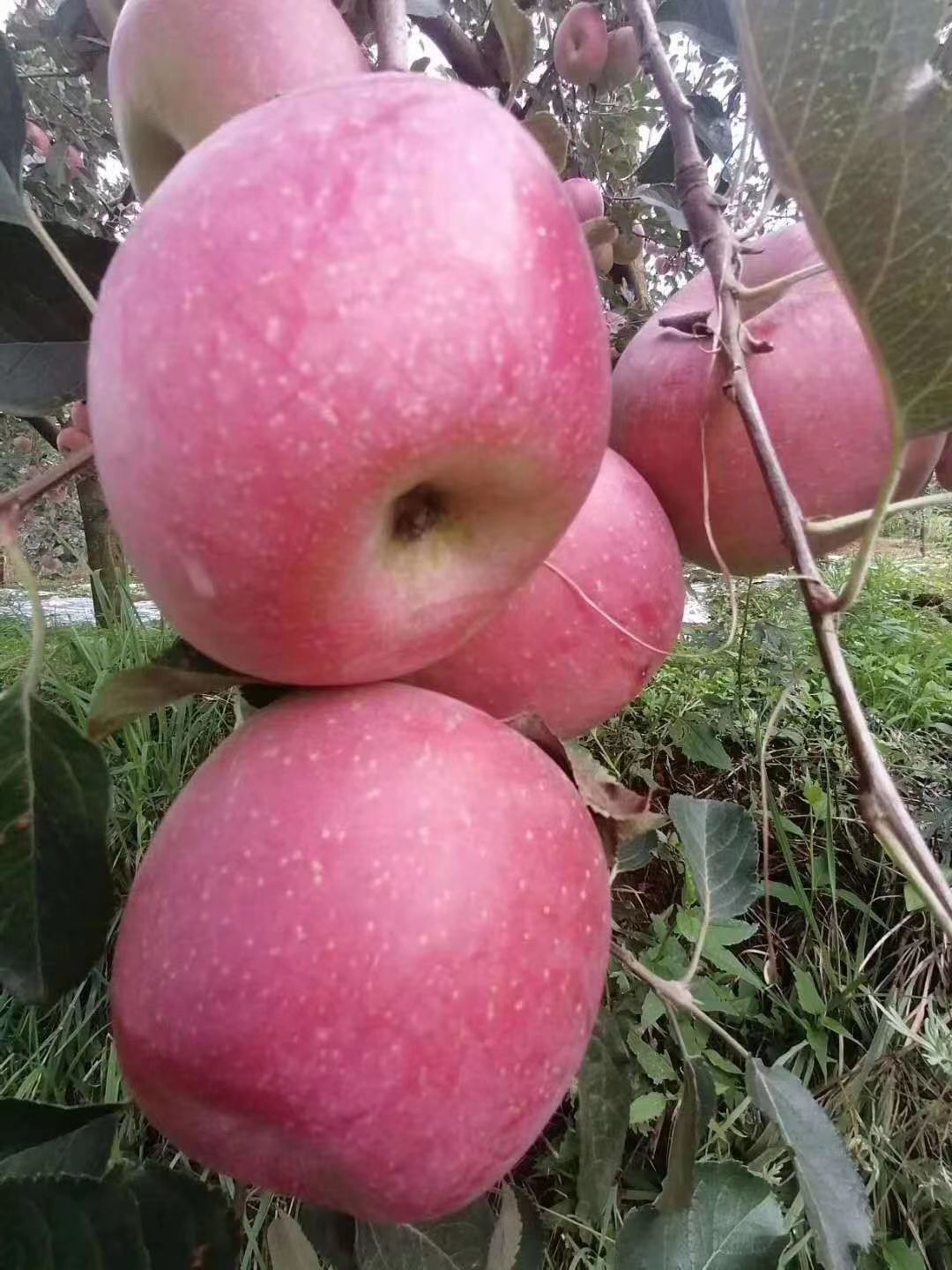 冰糖心苹果苗  苹果树苗2-3.5公分地径