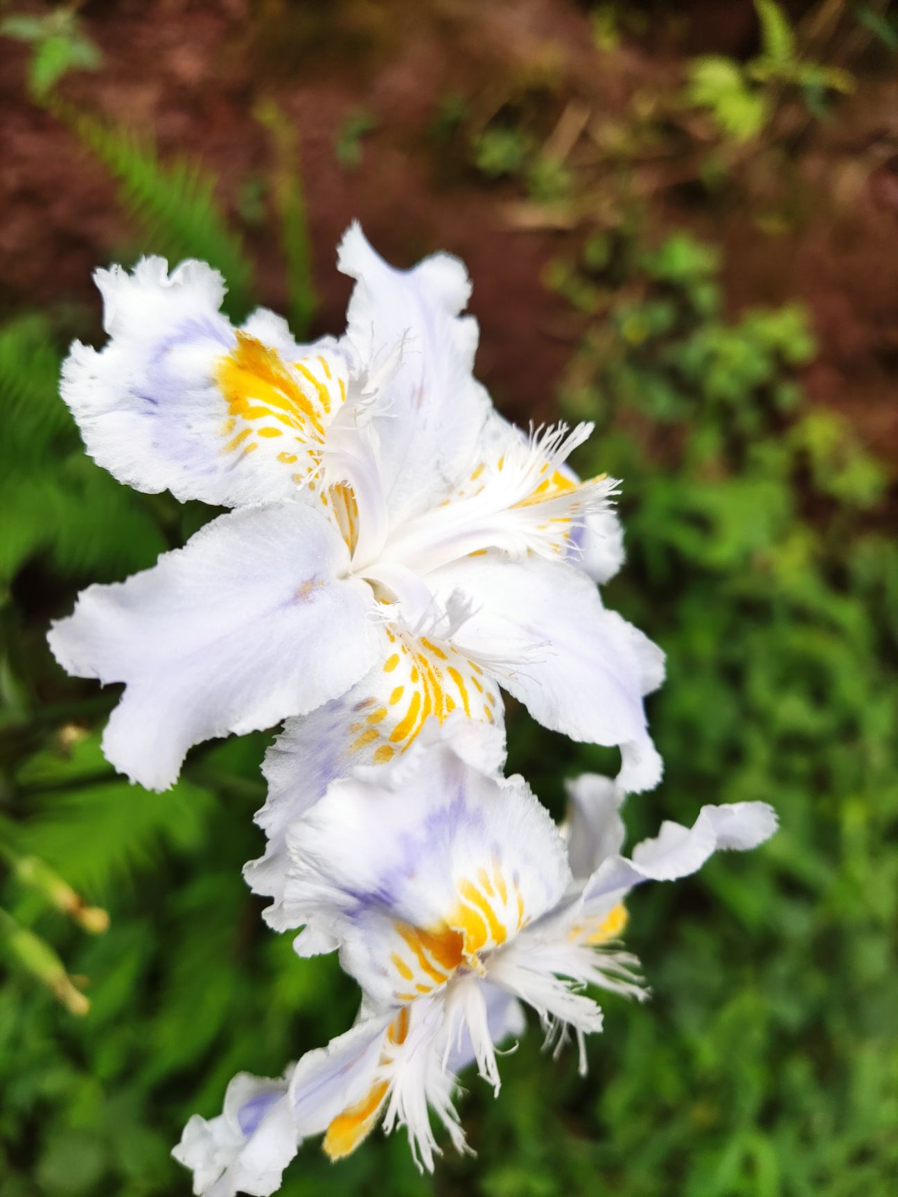 蝴蝶兰  蝴蝶花