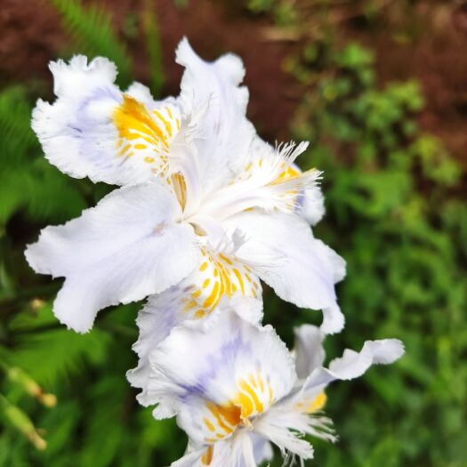 长宁县蝴蝶兰  蝴蝶花
