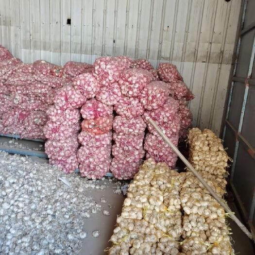 苏州红皮蒜 山东省菏泽市鄄城县 混级统货 新蒜 库外蒜 干蒜 