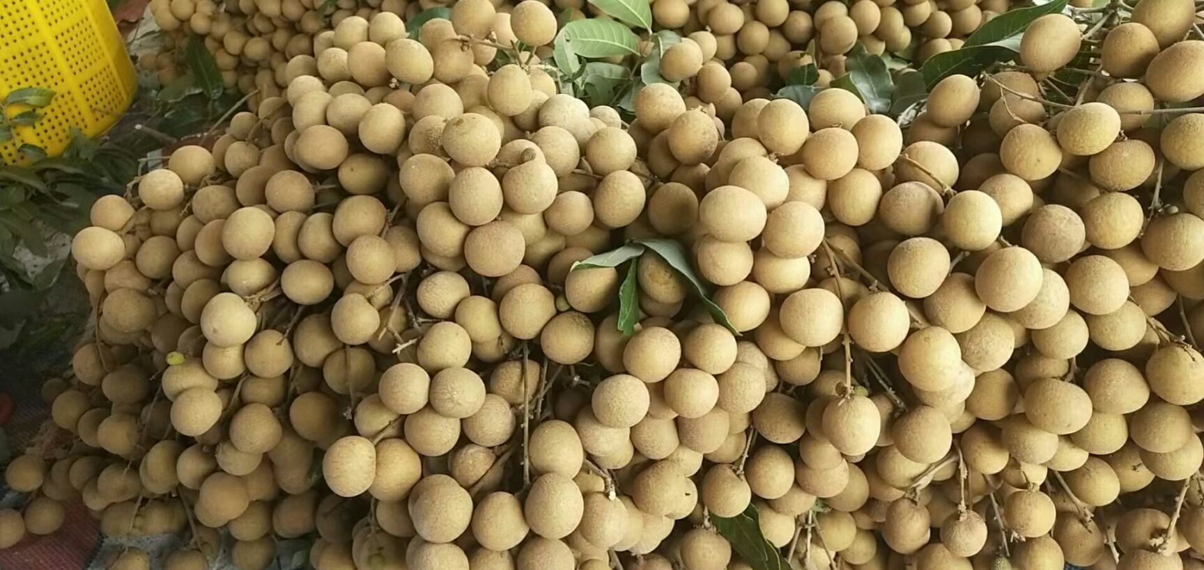 全国龙眼产业基地，广东茂名市石夹龙眼，储良龙眼大量上市中，
