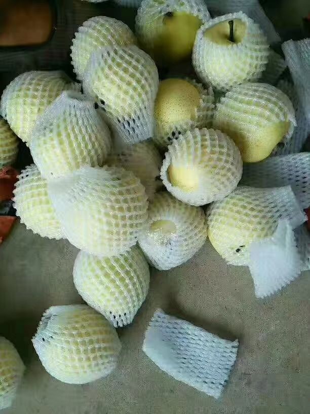 山东黄金梨 丰水梨产地批发  一手货源 大量现货