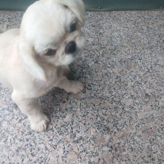 郓城县京巴犬 