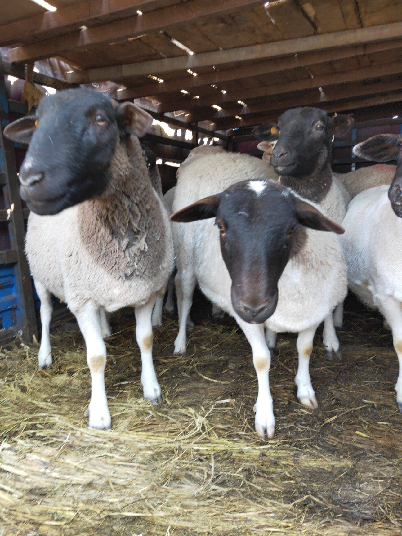 绵羊  纯种小尾寒羊繁殖母羊，头胎怀孕母羊，二胎母羊，种公羊