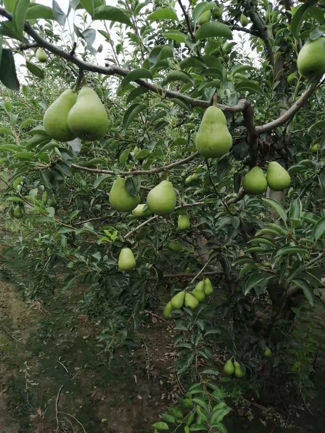 河北早巴梨新上市，软糯香甜，果农直供