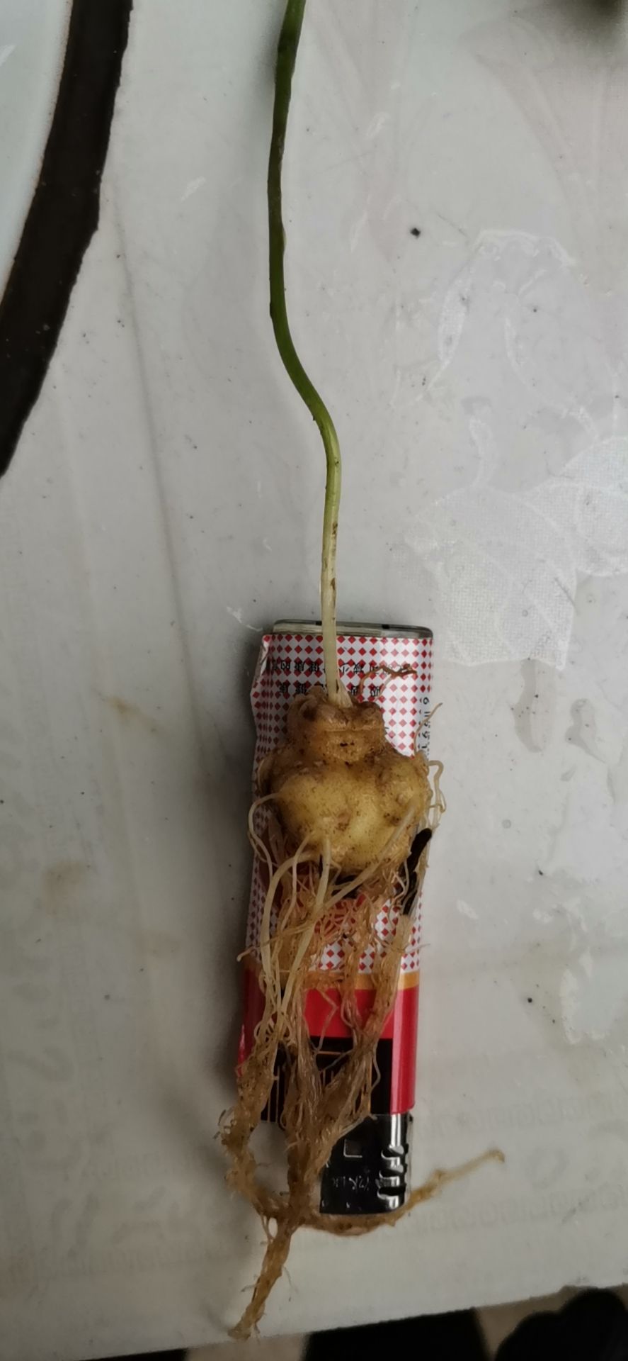 龙陵县人参种苗  竹节参2进三年种苗，下年开花结果一部分，长势好