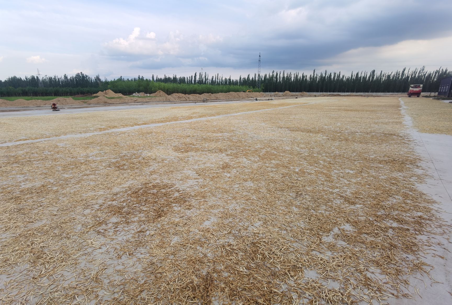 新鲜黄花菜  干黄花菜 2021大同黄花  产地直供 农户菜无硫肉肥品质高