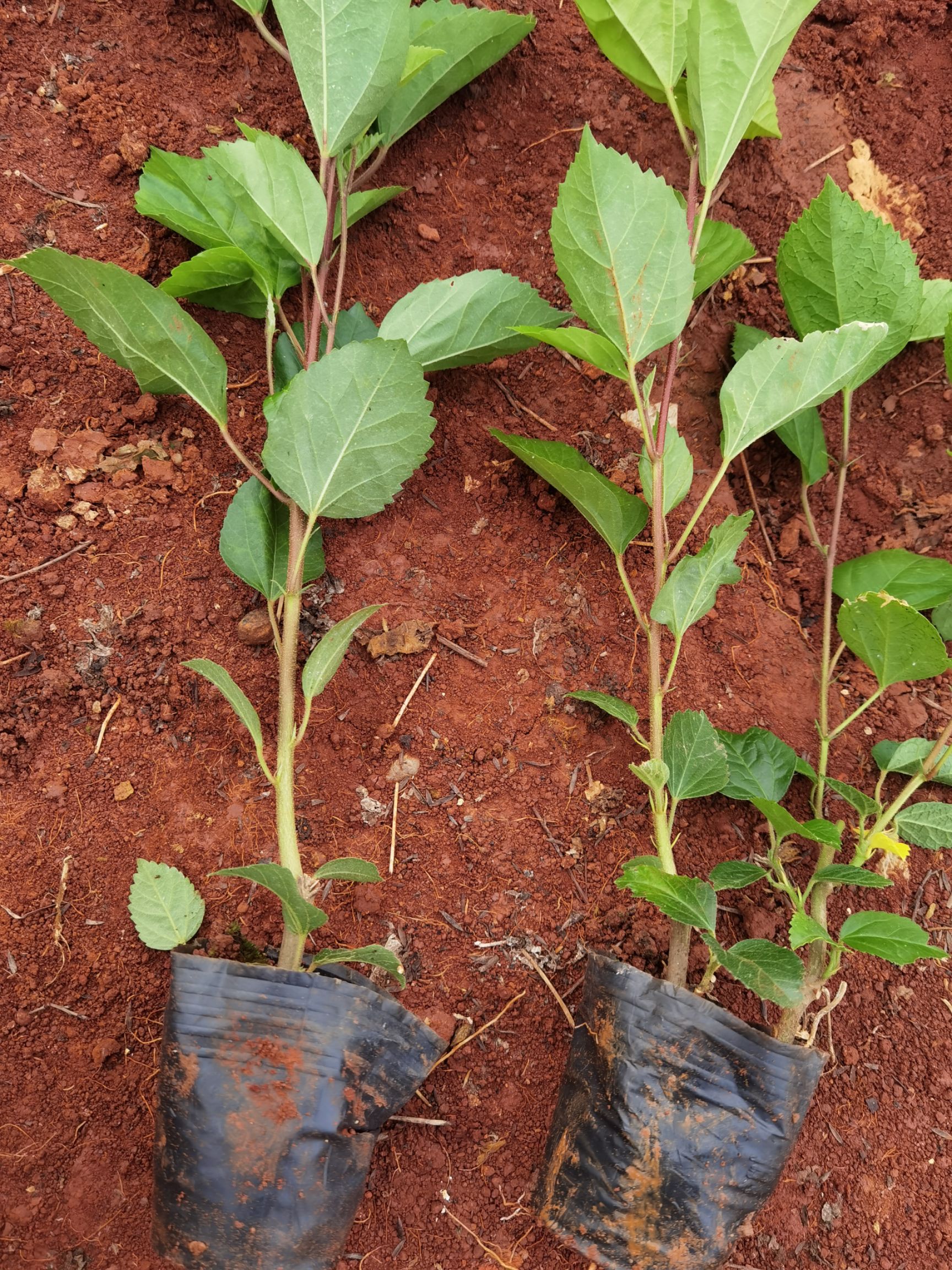 朱槿  扶桑小苗 扶桑花，