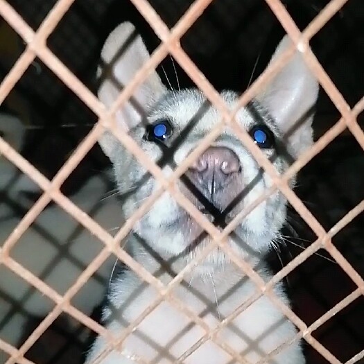 平果市土猎犬
