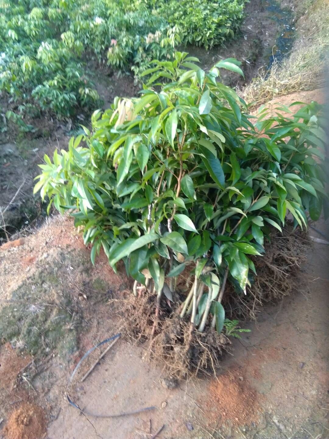 无核荔枝苗  无核荔枝果树苗