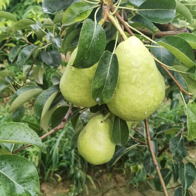 河北早巴梨新上市，软糯香甜，果农直供