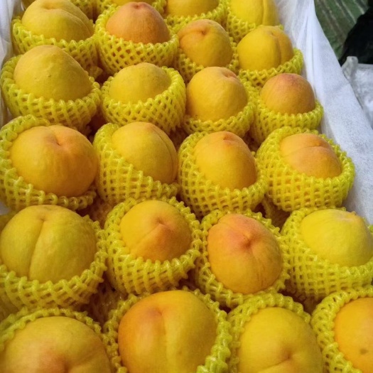 宜城市黄金蜜一号