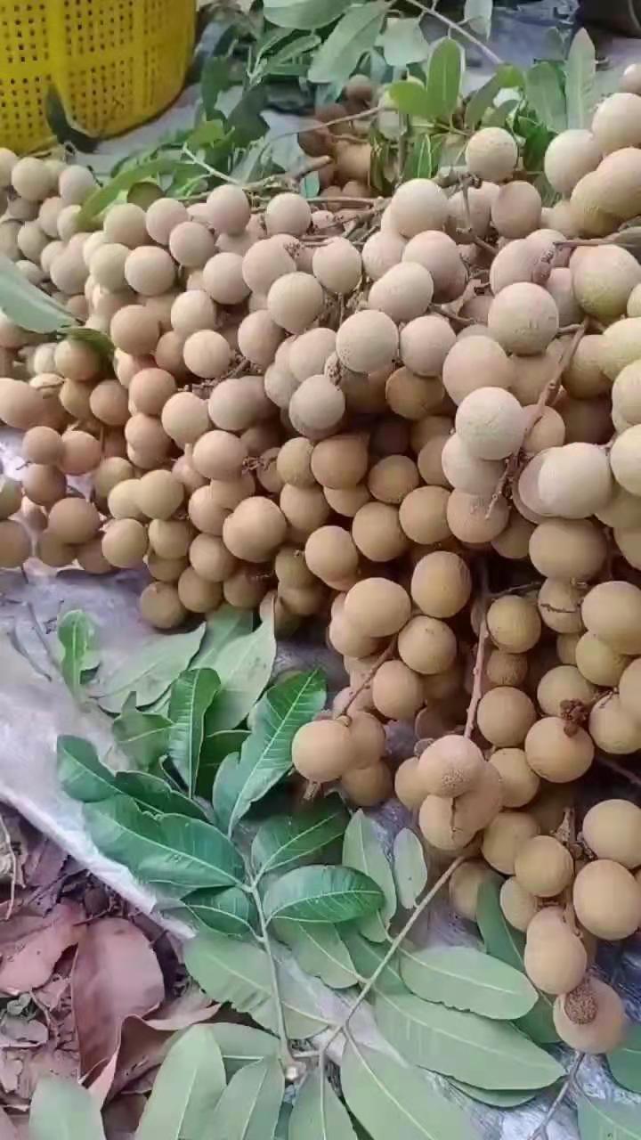 广东茂名电白龙眼