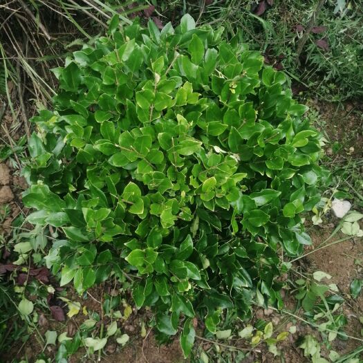 清镇市出售金森女贞球80—100cm