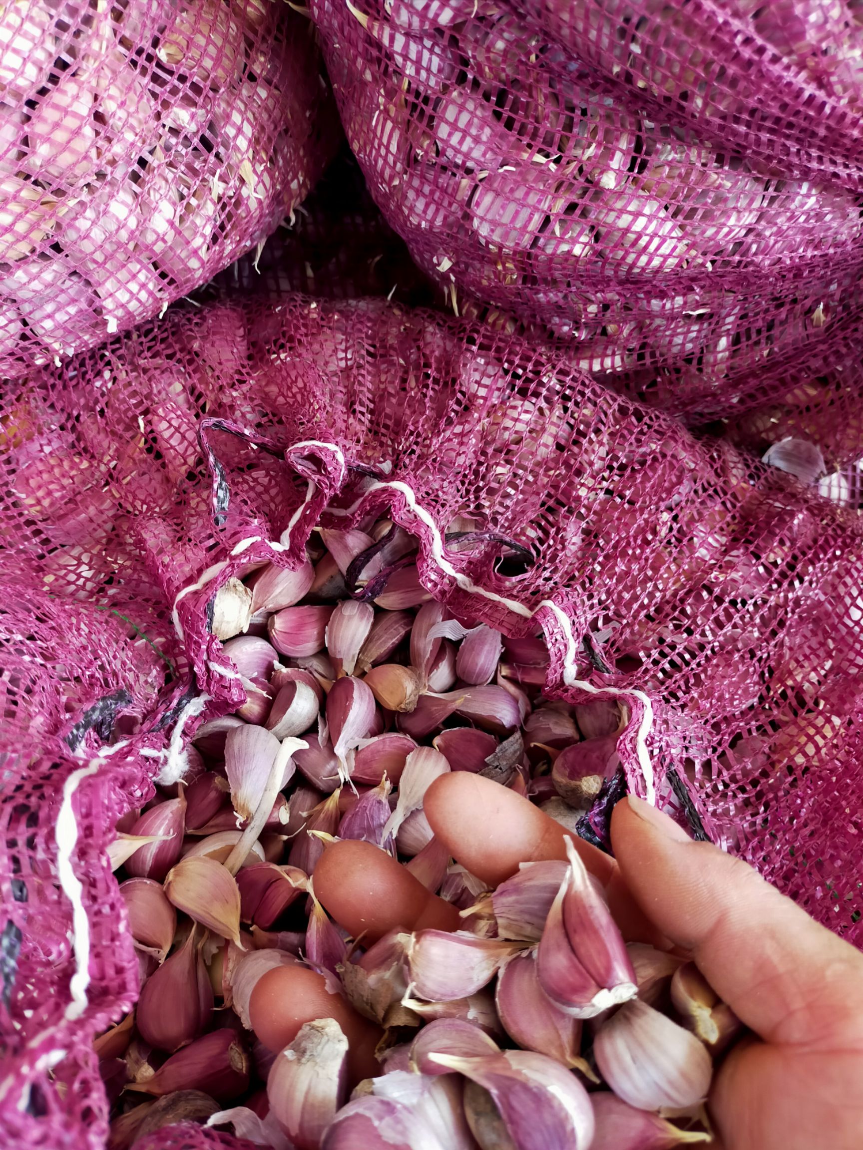 高原红蒜，香蒜，寒蒜红根蒜苗种子红皮蒜瓣子可以种可吃