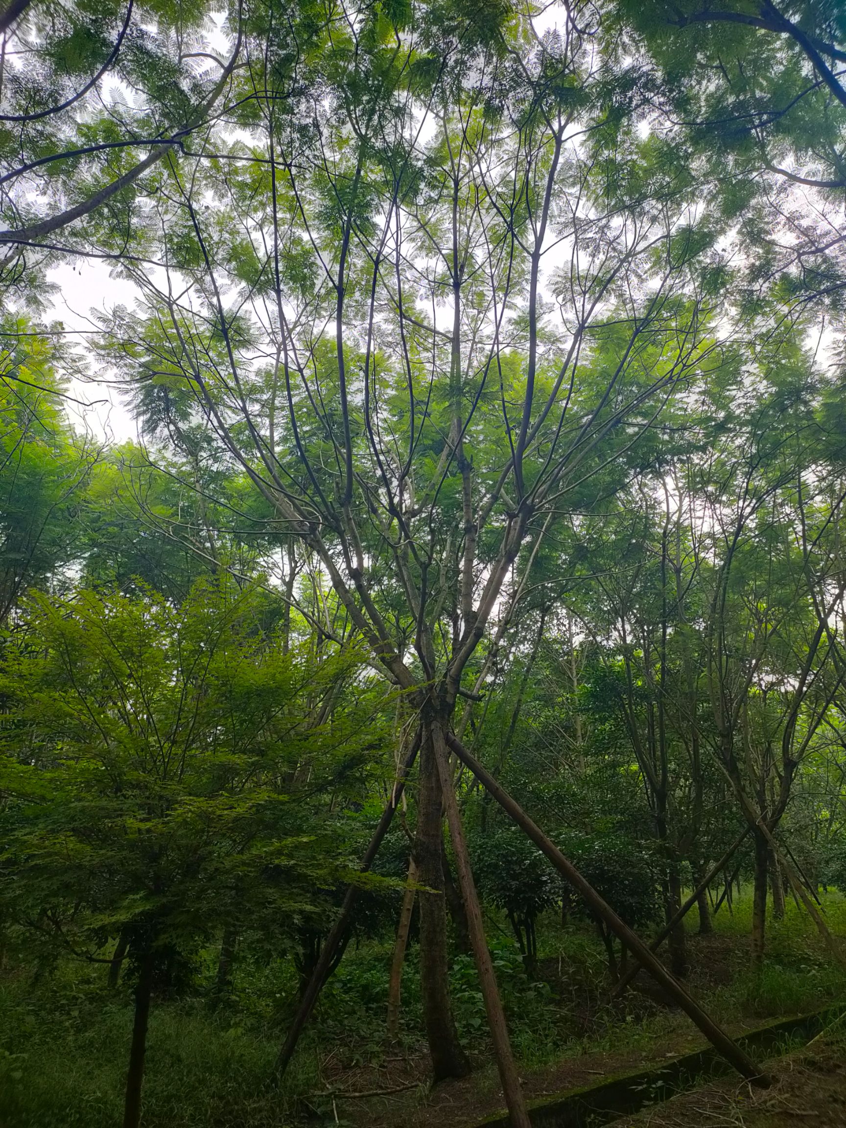  精品蓝花楹。18---30上万棵