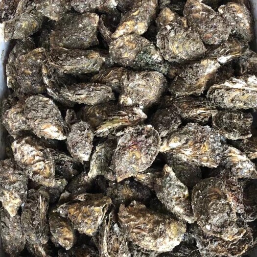 漳浦县牡蛎  福建生蚝摆摊烧烤