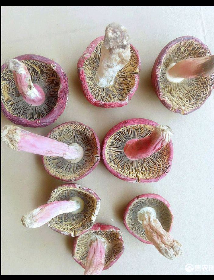 自家烘烤云南普洱
大标菇实物拍照菇中精选